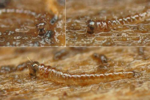 Forcipomyia sp.